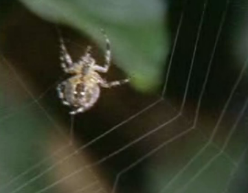 Spiders On Acid